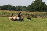 BORDER COLLIE - MOUTONS 015